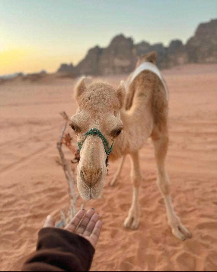Wadi Rum Desert Camp Buitenkant foto