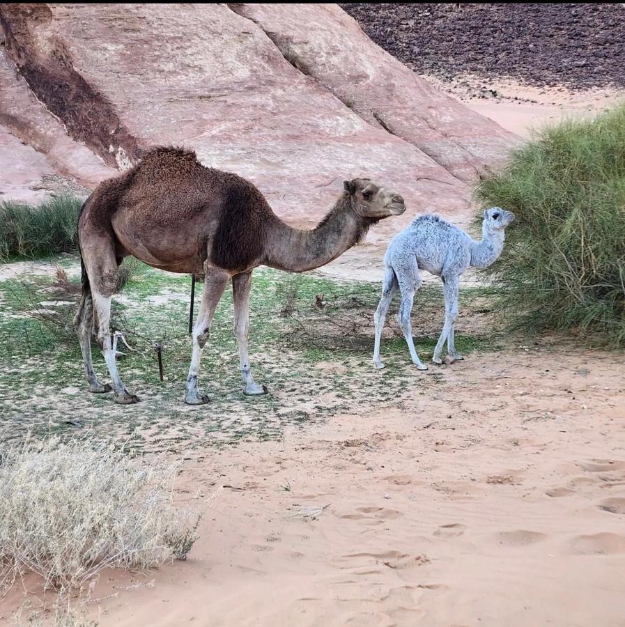 Wadi Rum Desert Camp Buitenkant foto